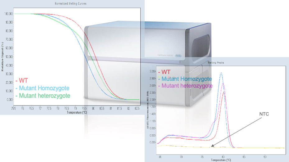 HRM genotyping